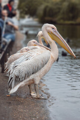 Pelicans at the St. James Park in London during daytime. Great white pelican (Pelecanus onocrotalus). City of Westminster, London, England, UK.