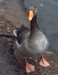 Goose in the St. James Park in London during daytime.