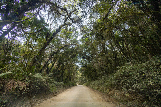 A road into the forest surrounded by trees
