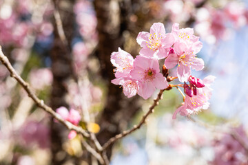 Sakura tree flowery in a autumn day