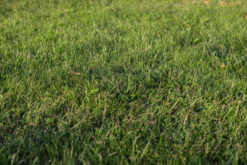 The texture of green artificial grass. Covering for sports stadiums and decorations. Background and texture