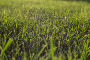 The texture of green artificial grass. Covering for sports stadiums and decorations. Background and texture