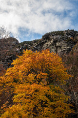 Fall colors in front of the bare mountain