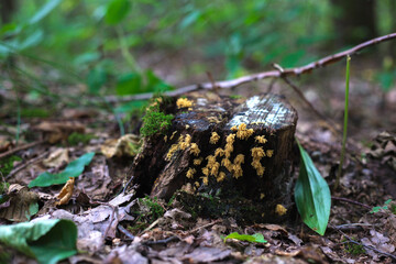 mushroom in the forest