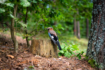 Jay, common jay, also kareza, Garrulus glandarius is a bird of the genus of jays of the corvid family of the passerine order.
