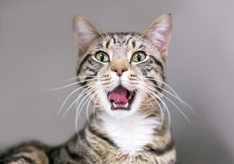 Obraz premium A brown tabby shorthair cat yawning with its mouth wide open