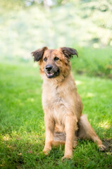 A senior German Shepherd mixed breed dog sitting outdoors