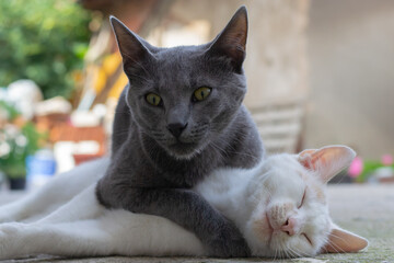 Russian blue cat lying on top of a white cat playfully - obrazy, fototapety, plakaty
