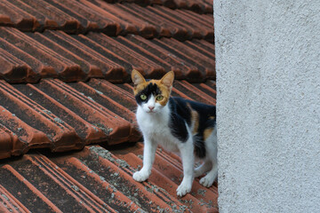 Calico cat - tricolored cat standing on a roof with red tiles