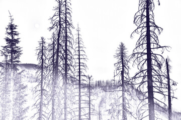 Fototapeta na wymiar A purple and white digitally altered image converted into an illustration that depicts a view of burnt pine trees and a mountain landscape near Lassen Volcanic National Park