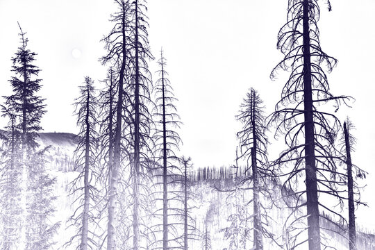 A purple and white digitally altered image converted into an illustration that depicts a view of burnt pine trees and a mountain landscape near Lassen Volcanic National Park