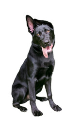 A black German Shepherd puppy with floppy ears listening with a head tilt on a transparent background