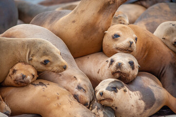 Pile of California Sea Lions, Moss Landing California