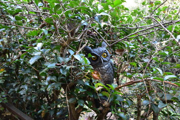 owl in the bush