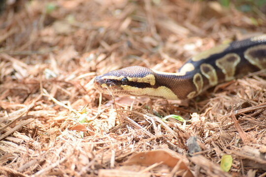 West African ball python in dry grass. Close up of an adult royal python's head
