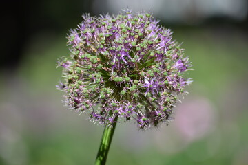 Close up of an allium, also called Lucy Ball. It is a flower from the onion family