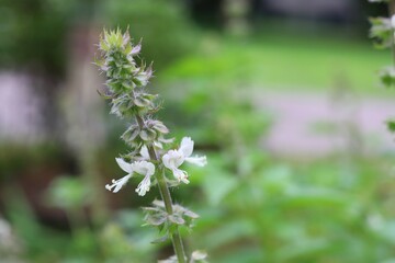 Basil leaves and copy space. Organic vegetables garden, herbs for cooking, medicinal herb, Thai food ingredient, Agriculture. Basil flower in farm on blur nature background.