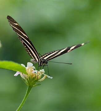 Closeup shot of a zebra longwing perched on a white flower
