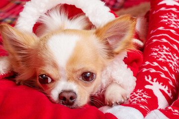 A dog in a Santa suit. Christmas photo of a chihuahua on a red blanket.