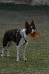 Dog with a frisbee