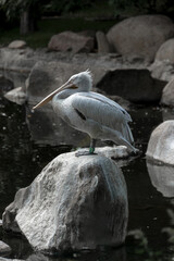 Big rosy pelican standing on stone among manmade lake.