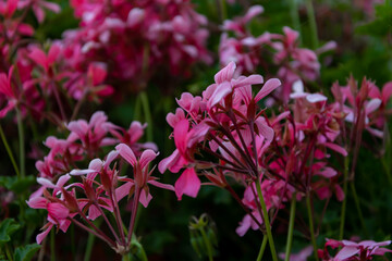 fuchsia hydrangea in Baltic. texture background, photowall-paper, wall-paper for a desktop, background for notebooks. flowers against background of water at sunset in Kaliningrad