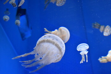 jellyfish