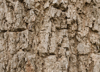 Tree bark, Bark, Bark wood texture