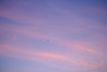 birds flying in the sky