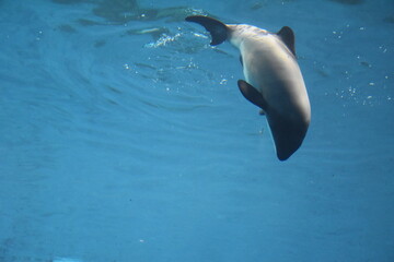 dolphin in water