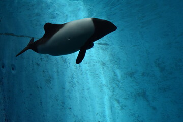 killer whale in water