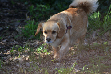 dog in the garden , cute pet