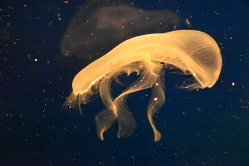 jellyfish