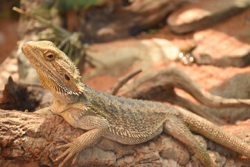 lizard