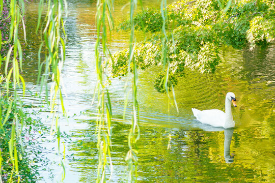 Wassernixen Bilder – Durchsuchen 9,712 Archivfotos, Vektorgrafiken und