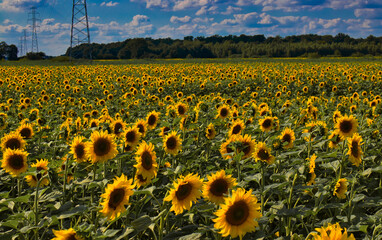 field of blooming sunflowers and blue sky