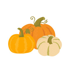 Pumpkin comosition hand draw vector illustration. Agricultural produce various shape. Autumn vegetables on white background. Organic food. Fall harvest gourds