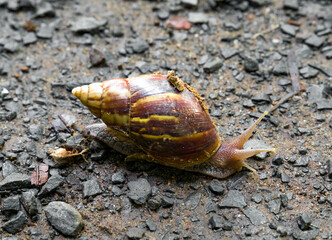 Snails. Large species of snails. The smooth, silky skin of brown in large, beautifully patterned shells walks on the wet ground.