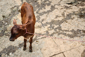 Small baby cow calf tied at a local farm