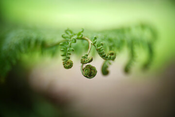 Close up Fern leaves in tropical rainforest.