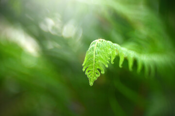 Close up Fern leaves in tropical rainforest.