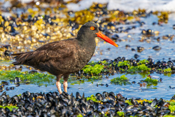 Black Oystercatcher (Haematopus bachmani,)