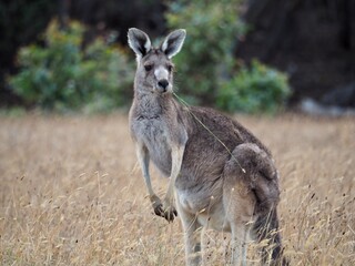 カンガルー © u-ko