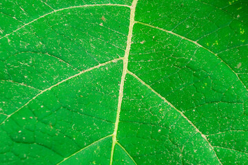 Hoja. Abstracto. Textura. Verde.
