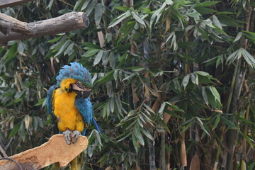 beautiful macaw rescued and released