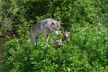 Adult Grey Wolf (Canis lupus) Looks Down on Two Pups Summer