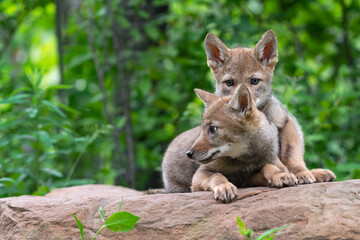 Coyote Pup (Canis latrans) Rests Head on Siblings Back Summer