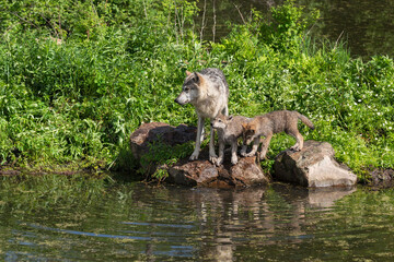 Adult Grey Wolf (Canis lupus) and Pups Stand on Rocks on Edge of Pond Summer © geoffkuchera