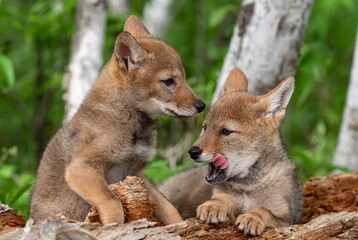 Coyote Pups (Canis latrans) on Log One Yawning Summer