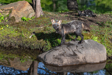 Adult Cross Fox (Vulpes vulpes) Stands Firm on Rock Summer